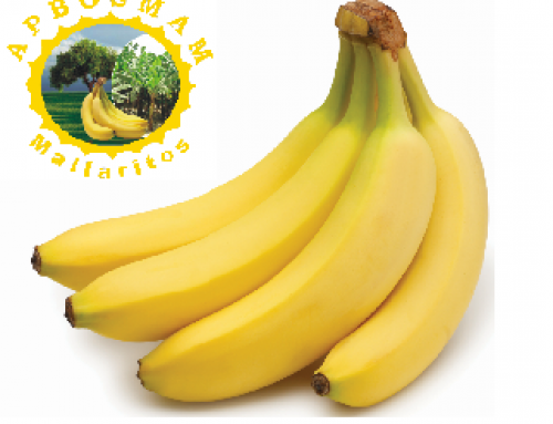 Progetto banane APBOSMAM